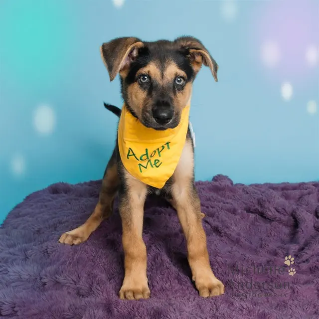 Adoptable Dog