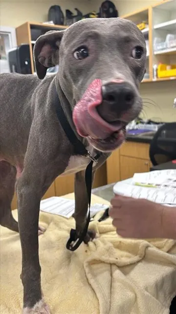 Adoptable Dog