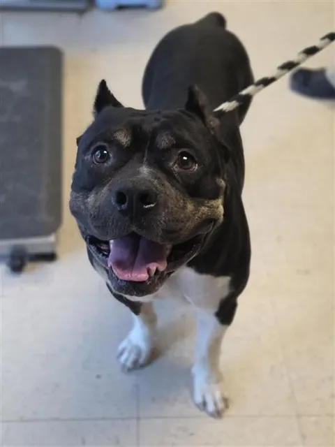 Adoptable Dog
