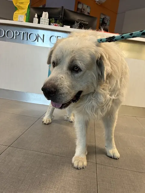 Adoptable Dog