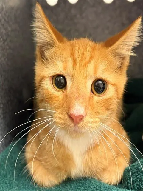 Adoptable Cat