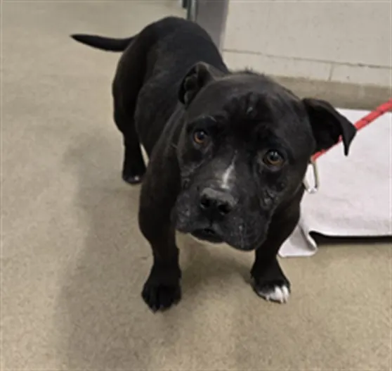 Adoptable Dog
