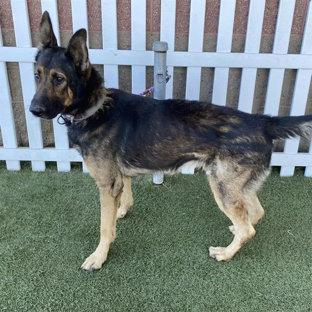 Adoptable Dog