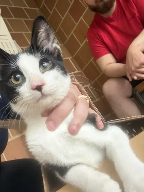 Adoptable Cat