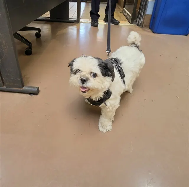 Adoptable Dog