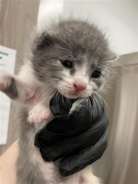 Purrscilla*