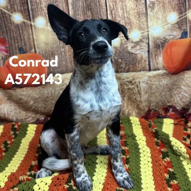 Conrad