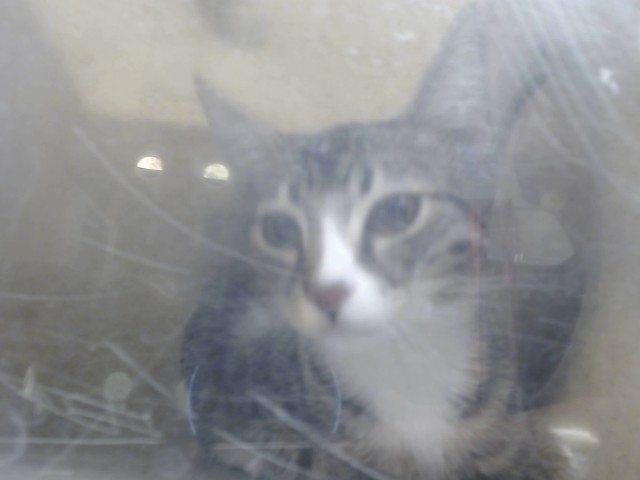 Adoptable Cat