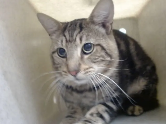 Adoptable Cat