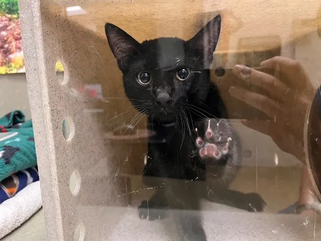 Adoptable Cat