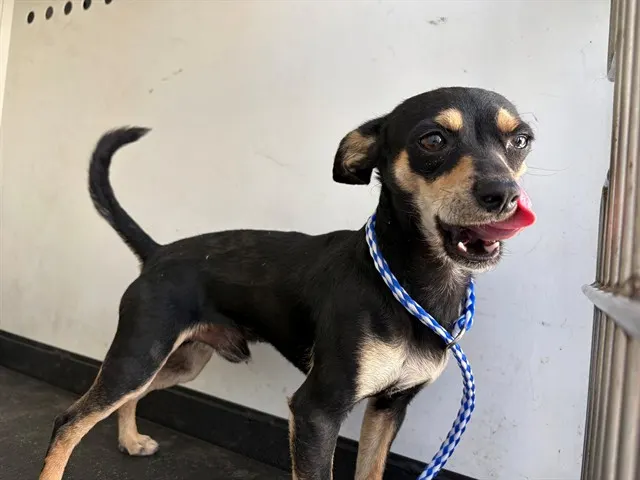 Adoptable Dog