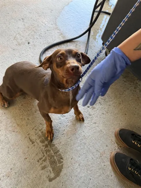 Adoptable Dog