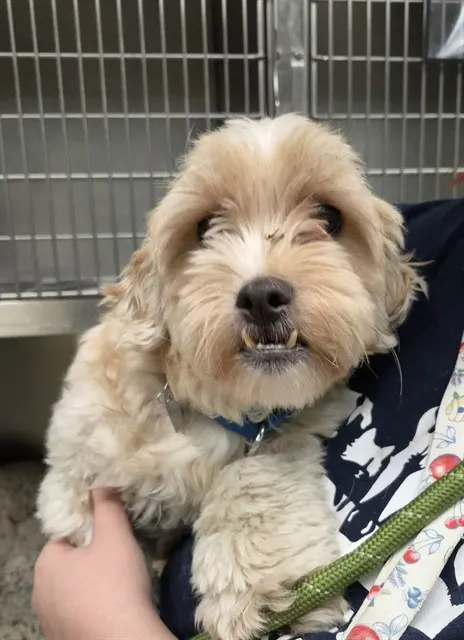 Candy Apple