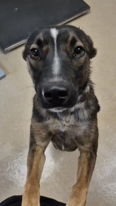 Laika