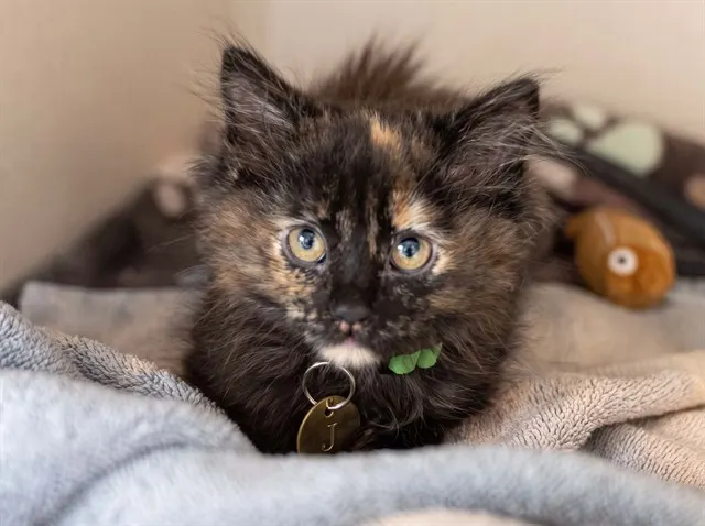 Pepper