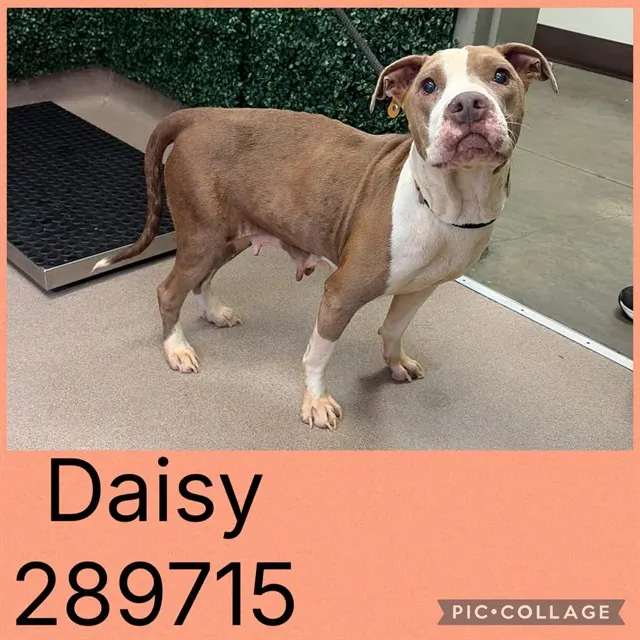 Daisy