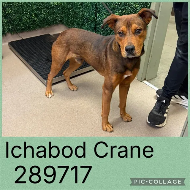 Ichabod Crane