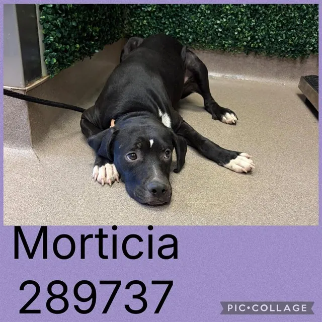 Morticia