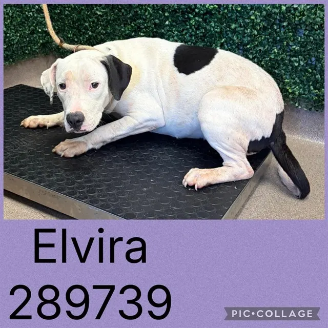 Elvira