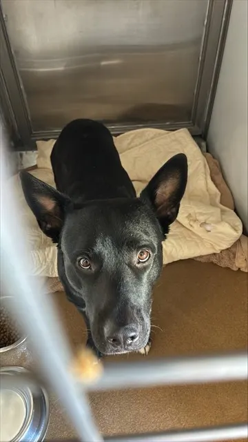 Adoptable Dog