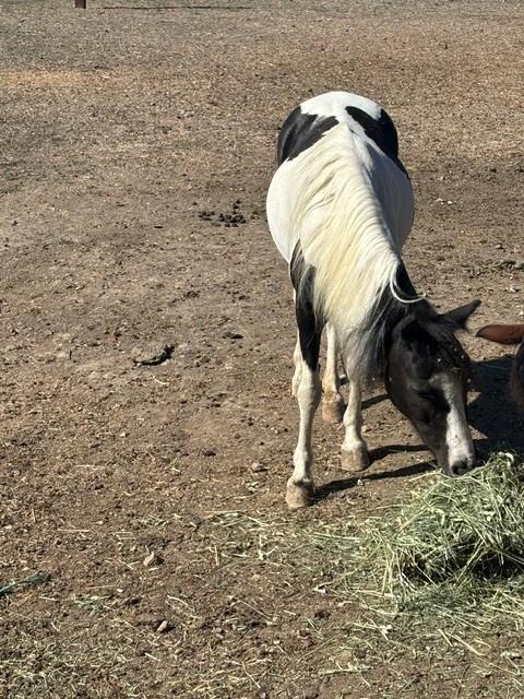 Adoptable Equine