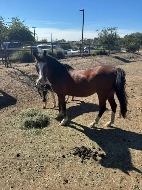 Adoptable Equine