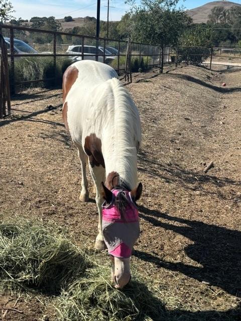 Adoptable Equine