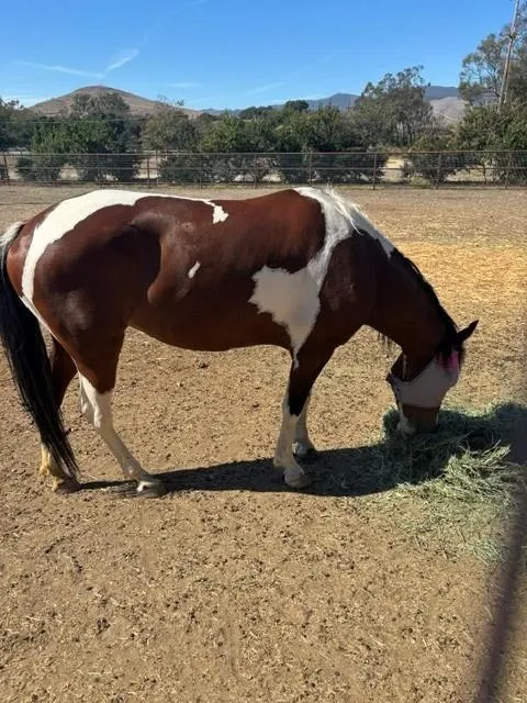 Adoptable Equine