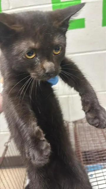 Adoptable Cat
