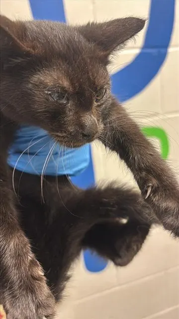 Adoptable Cat