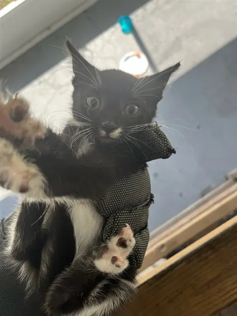 Adoptable Cat