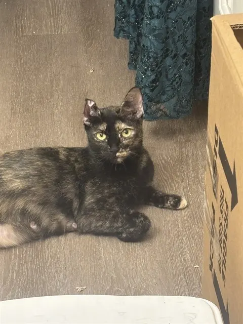 Adoptable Cat