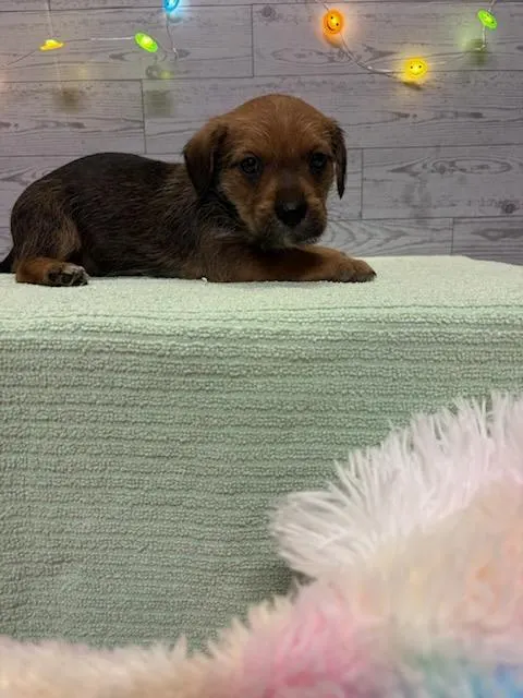 Adoptable Dog