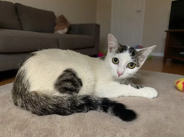 Ayla