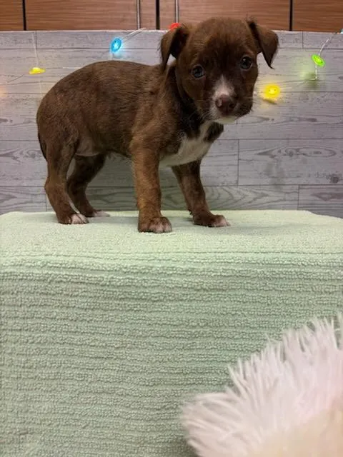 Adoptable Dog