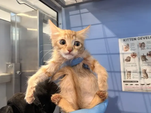 Peanut