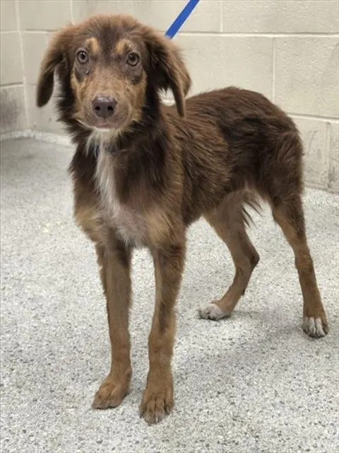 Adoptable Dog