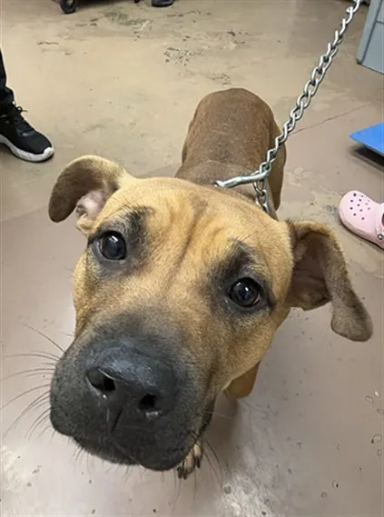 Adoptable Dog