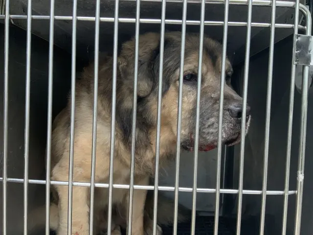 Adoptable Dog