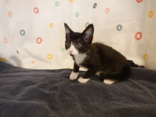 Selina