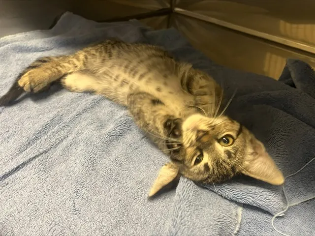 Simba