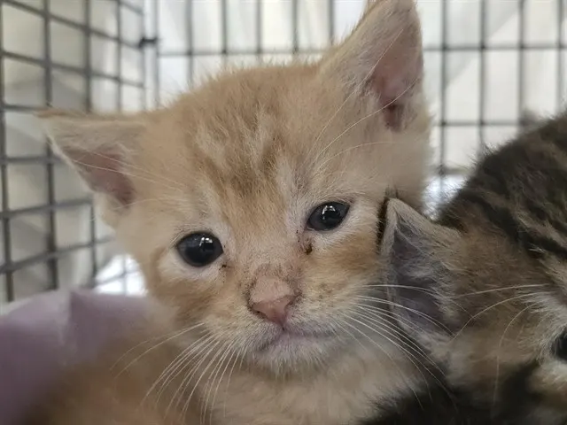 Adoptable Cat