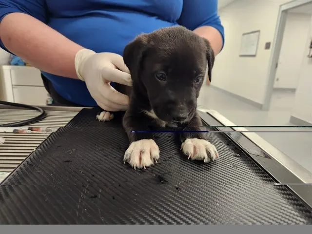 Adoptable Dog