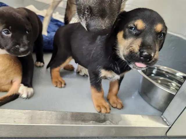 Adoptable Dog