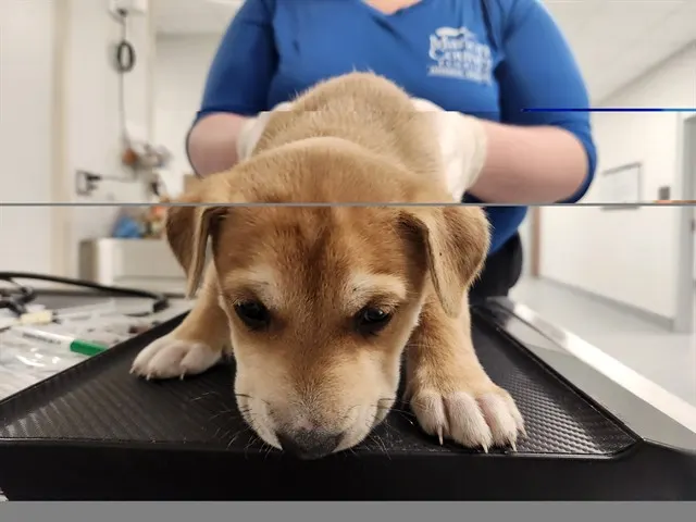 Adoptable Dog