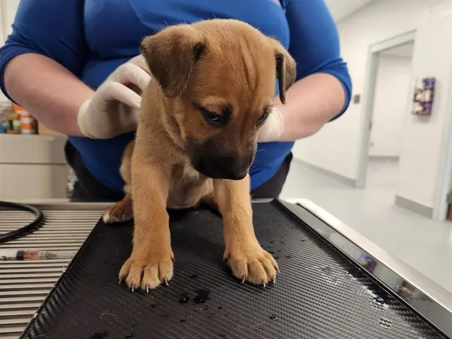 Adoptable Dog
