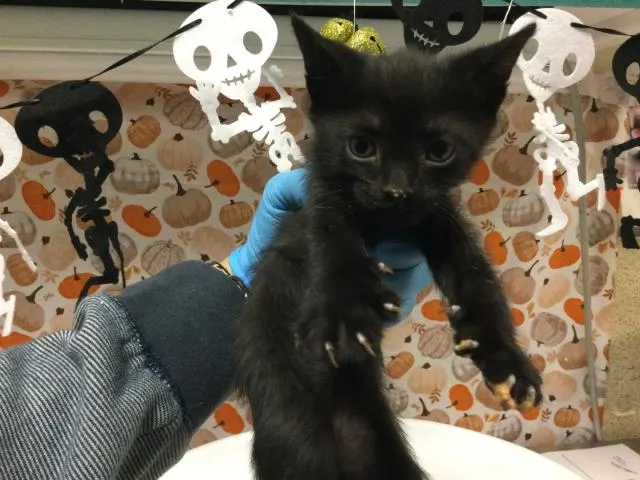 Boo