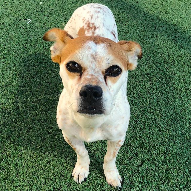 Adoptable Dog
