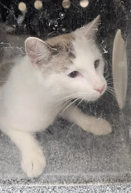 Frankie Blue Eyes