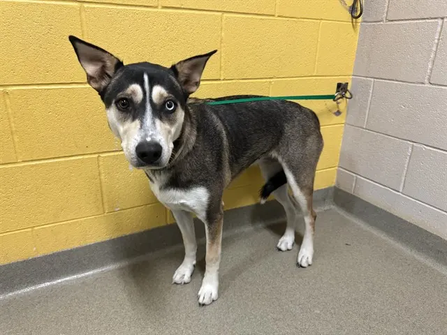 Stella